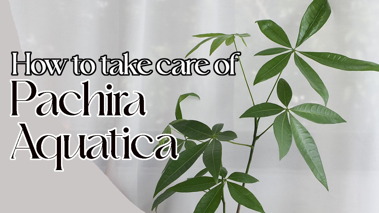 Pachira Aquatica (non-variegated) care tips – The Plant Loft
